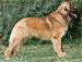 Don Leo